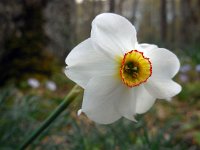 Narcissus poeticus 39, Witte narcis, Saxifraga-Ed Stikvoort