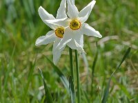 Narcissus poeticus 4, Witte narcis, Saxifraga-Willem van Kruijsbergen