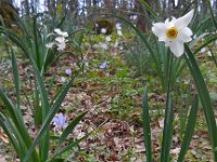Narcissus poeticus 40, Witte narcis, Saxifraga-Ed Stikvoort