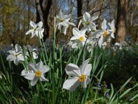 Narcissus poeticus 41, Witte narcis, Saxifraga-Ed Stikvoort