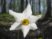 Narcissus poeticus 42, Witte narcis, Saxifraga-Ed Stikvoort