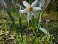 Narcissus poeticus 43, Witte narcis, Saxifraga-Ed Stikvoort