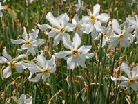 Narcissus poeticus 44, Witte narcis, Saxifraga-Harry Jans