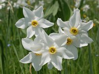 Narcissus poeticus 45, Witte narcis, Saxifraga-Harry Jans