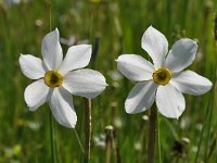 Narcissus poeticus 49, Witte narcis, Saxifraga-Harry Jans