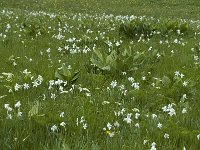 Narcissus poeticus 6, Witte narcis, Saxifraga-Jan van der Straaten
