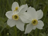 Narcissus poeticus 8, Witte narcis, Saxifraga-Marijke Verhagen