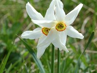Narcissus poeticus 9, Witte narcis, Saxifraga-Willem van Kruijsbergen