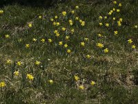 Narcissus pseudonarcissus, Daffodil