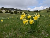 Narcissus pseudonarcissus 105, Wilde narcis,  Saxifraga-Luuk Vermeer