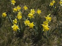 Narcissus pseudonarcissus 14, Wilde narcis, Saxifraga-Marijke Verhagen
