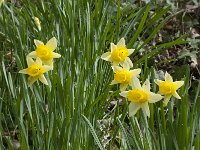 Narcissus pseudonarcissus 70, Wilde narcis, Saxifraga-Willem van Kruijsbergen