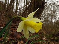 Narcissus pseudonarcissus, 120, Wilde narcis, Saxifraga-Hans Grotenhuis