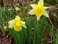 Narcissus pseudonarcissus, 123, Wilde narcis, Saxifraga-Hans Grotenhuis