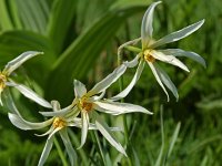 Narcissus radiiflorus