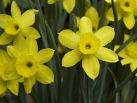 Narcissus rupicola 2, Saxifraga-Willem van Kruijsbergen
