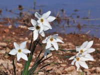 Narcissus serotinus 2, Saxifraga-Harry Jans