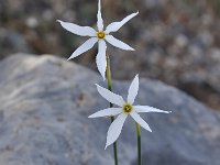 Narcissus serotinus 3, Saxifraga-Harry Jans