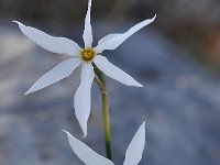 Narcissus serotinus 4, Saxifraga-Harry Jans