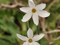 Narcissus serotinus 5, Saxifraga-Harry Jans
