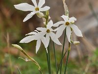 Narcissus serotinus 6, Saxifraga-Harry Jans