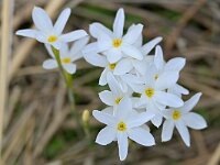 Narcissus serotinus 7, Saxifraga-Tom Heijnen