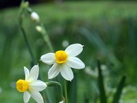 Narcissus tazetta 10, Saxifraga-Jeroen Willemsen