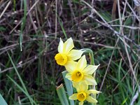Narcissus tazetta 11, Saxifraga-Jeroen Willemsen