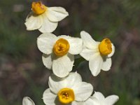 Narcissus tazetta 12, Saxifraga-Hans Dekker