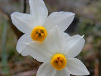 Narcissus tazetta 13, Saxifraga-Ed Stikvoort