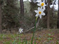 Narcissus tazetta 14, Saxifraga-Ed Stikvoort