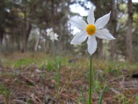 Narcissus tazetta 15, Saxifraga-Ed Stikvoort