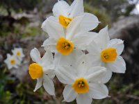 Narcissus tazetta 16, Saxifraga-Ed Stikvoort