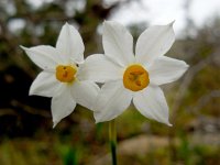 Narcissus tazetta 17, Saxifraga-Ed Stikvoort