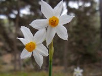Narcissus tazetta 18, Saxifraga-Ed Stikvoort