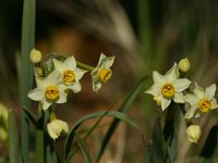 Narcissus tazetta 2, Saxifraga-Dirk Hilbers