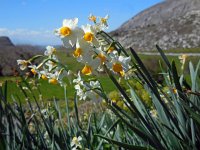 Narcissus tazetta 20, Saxifraga-Ed Stikvoort
