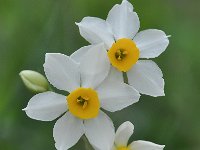 Narcissus tazetta 21, Saxifraga-Harry Jans