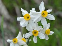 Narcissus tazetta 22, Saxifraga-Harry Jans