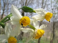 Narcissus tazetta 3, Saxifraga-Rutger Barendse