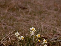 Narcissus tazetta 4, Saxifraga-Rutger Barendse