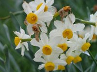 Narcissus tazetta 5, Saxifraga-Jasenka Topic