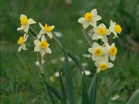 Narcissus tazetta 6, Saxifraga-Eugen Schaub