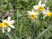 Narcissus tazetta 8, Saxifraga-Rutger Barendse