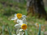Narcissus tazetta 9, Saxifraga-Jeroen Willemsen