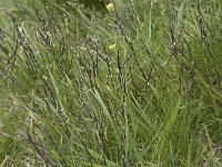 Nardus stricta 15, Borstelgras, Saxifraga-Willem van Kruijsbergen