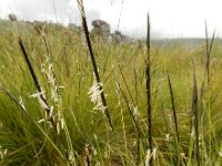 Nardus stricta 17, Borstelgras, Saxifraga-Ed Stikvoort