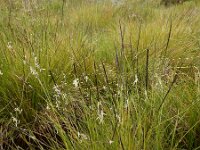 Nardus stricta 18, Borstelgras, Saxifraga-Ed Stikvoort