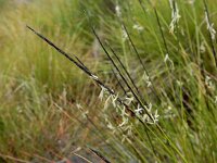 Nardus stricta 19, Borstelgras, Saxifraga-Ed Stikvoort
