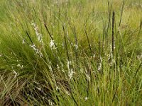 Nardus stricta 20, Borstelgras, Saxifraga-Ed Stikvoort